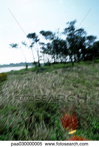 Grassy area and trees near water, blurred. View Large Photo Image Stock Photography - Grassy area and trees near water, blurred.. Fotosearch