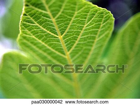 Green leaf, close-up, blurred. View Large Photo Image Stock Image - Green leaf, close-up, blurred.. Fotosearch