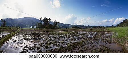 Indonesia, Bali, man harvesting rice paddy with ox. View Large Photo Image Stock Image - Indonesia, Bali, man harvesting rice paddy with ox.. Fotosearch