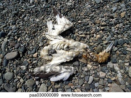 Remnants of a dead bird on rocks. View Large Photo Image Stock Photo - Remnants of a dead bird on rocks.. Fotosearch
