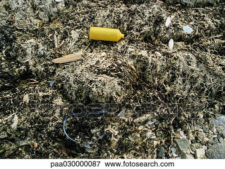 Stock Photo - Trash and seaweed on shore, close-up. Fotosearch