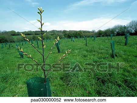 Young trees in a field. View Large Photo Image Stock Image - Young trees in a field.. Fotosearch