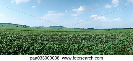 France, field, panoramic view View Large Photo Image Stock Photo - France, field, panoramic view. Fotosearch