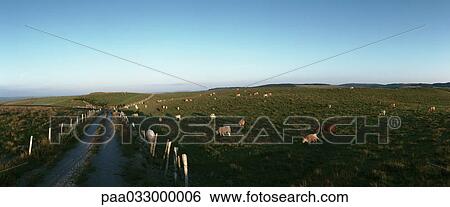 Stock Photograph - France, livestock in fields of grass, panoramic view. Fotosearch