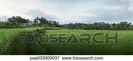 Stock Photo - Indonesia, field, panoramic view. Fotosearch