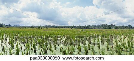 Stock Image - Indonesia, rice paddy, panoramic view. Fotosearch