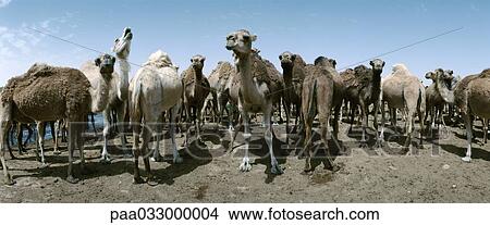 Tunisia, herd of camels, panoramic view View Large Photo Image Picture - Tunisia, herd of camels, panoramic view. Fotosearch