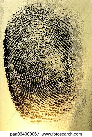 Stock Illustration - Fingerprint, close-up. Fotosearch