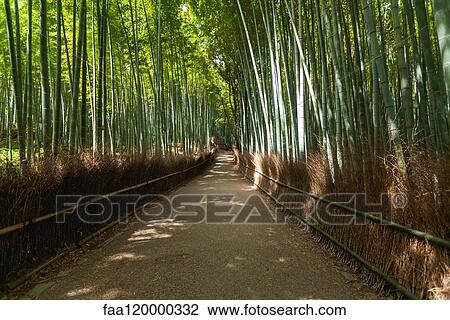 Bamboo forest in Arashiyama View Large Photo Image Stock Image - Bamboo forest in Arashiyama. Fotosearch