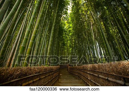 Bamboo forest in Arashiyama View Large Photo Image Stock Photograph - Bamboo forest in Arashiyama. Fotosearch