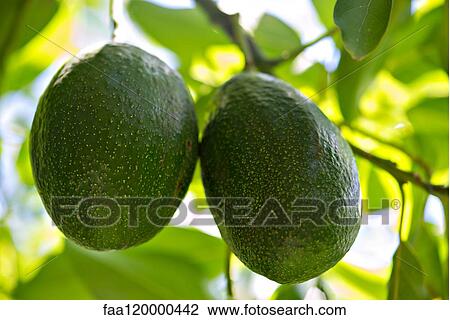 Stock Image - Close-up of avocados. Fotosearch