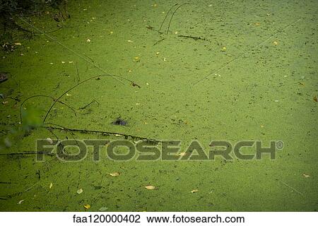 Duckweeds on water View Large Photo Image Stock Image - Duckweeds on water. Fotosearch