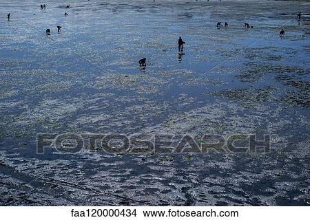 People collecting shellfish View Large Photo Image Picture - People collecting shellfish. Fotosearch