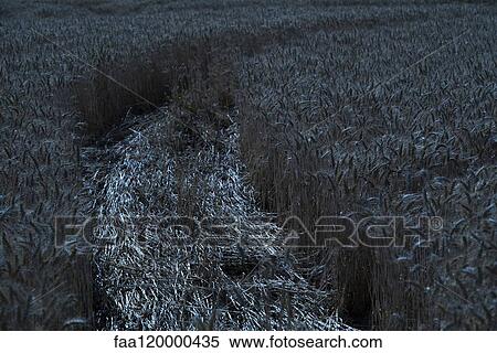 Wheat field at night View Large Photo Image Stock Photography - Wheat field at night. Fotosearch