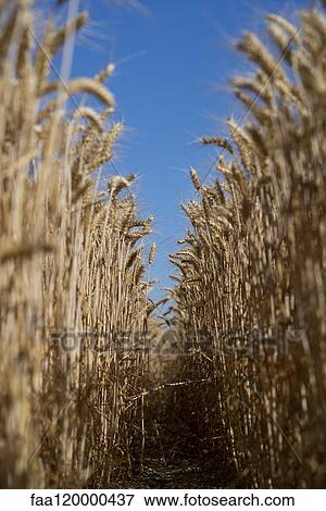 Wheat field View Large Photo Image Stock Photo - Wheat field. Fotosearch