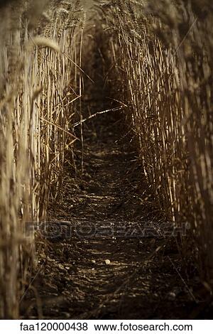 Stock Photo - Wheat field. Fotosearch
