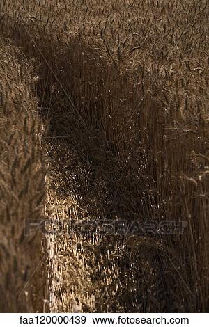 Stock Photo - Wheat field. Fotosearch