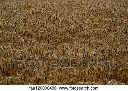Wheat field View Large Photo Image Stock Photograph - Wheat field. Fotosearch