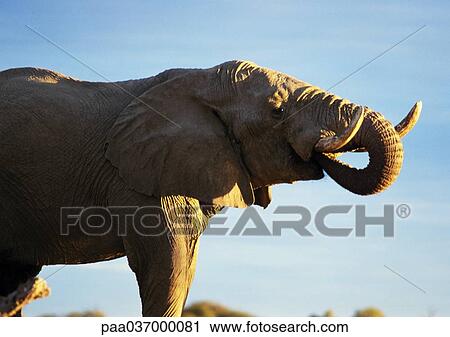 Africa, Botswana, elephant with trunk in mouth, side view View Large Photo Image Stock Image - Africa, Botswana, elephant with trunk in mouth, side view. Fotosearch