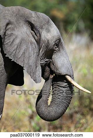 Africa, Botswana, elephant with trunk in mouth, side view View Large Photo Image Stock Photo - Africa, Botswana, elephant with trunk in mouth, side view. Fotosearch
