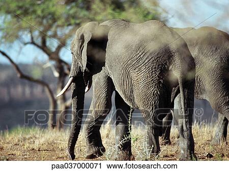 Africa, Botswana, elephants in savannah View Large Photo Image Stock Image - Africa, Botswana, elephants in savannah. Fotosearch