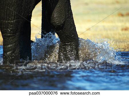 Africa, Botswana, elephant's legs in water, low section View Large Photo Image Stock Photograph - Africa, Botswana, elephant's legs in water, low section. Fotosearch