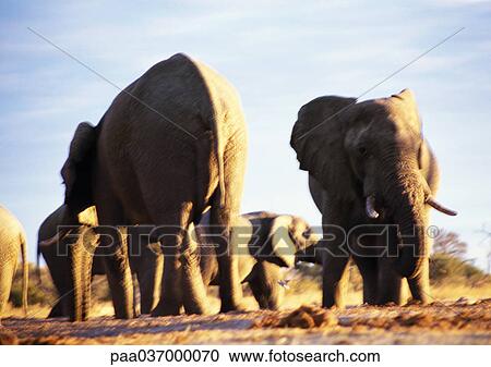 Africa, Botswana, elephants View Large Photo Image Stock Image - Africa, Botswana, elephants. Fotosearch