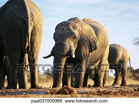 Africa, Botswana, elephants View Large Photo Image Stock Photo - Africa, Botswana, elephants. Fotosearch