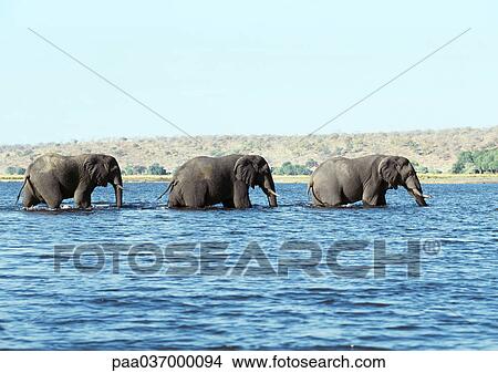 Africa, botswana, elephants walking through water, side view View Large Photo Image Picture - Africa, botswana, elephants walking through water, side view. Fotosearch