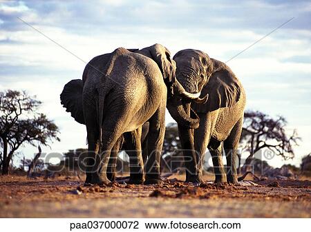 Africa, Botswana, two elephants face to face View Large Photo Image Stock Image - Africa, Botswana, two elephants face to face. Fotosearch