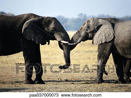 Africa, Botswana, two elephants face to face, side view View Large Photo Image Stock Image - Africa, Botswana, two elephants face to face, side view. Fotosearch