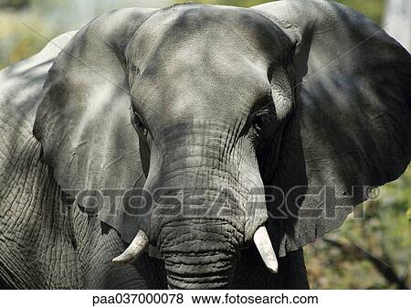 Africa, Botwsana, elephant, focus on head View Large Photo Image Stock Photo - Africa, Botwsana, elephant, focus on head. Fotosearch
