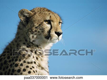 Stock Image - Africa, Kenya, cheetah, focus on head. Fotosearch