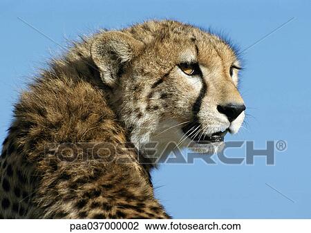 Stock Image - Africa, Kenya, cheetah, focus on head. Fotosearch