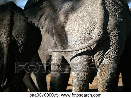 Africa, Kenya, elephants, rear view, close-up Stock Photography ...