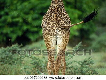 Africa, Kenya, giraffe, lower section, rear view View Large Photo Image Stock Image - Africa, Kenya, giraffe, lower section, rear view. Fotosearch