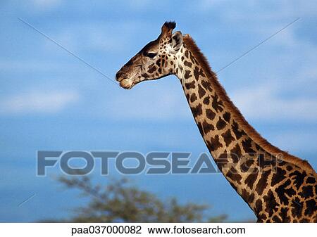 Africa, Kenya, giraffe, neck and head View Large Photo Image Stock Image - Africa, Kenya, giraffe, neck and head. Fotosearch