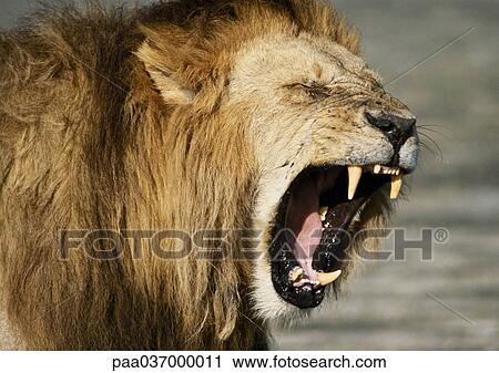 Africa, Kenya, lion baring fangs, focus on head View Large Photo Image Stock Image - Africa, Kenya, lion baring fangs, focus on head. Fotosearch