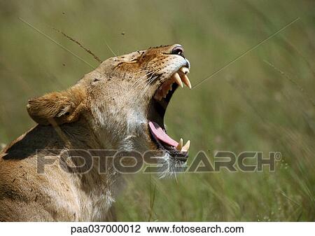 Africa, Kenya, lion baring fangs, focus on head View Large Photo Image Stock Image - Africa, Kenya, lion baring fangs, focus on head. Fotosearch