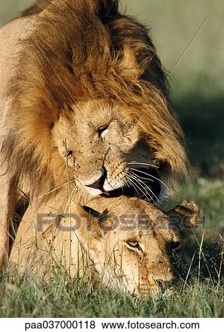Stock Photo - Africa, Kenya, lion standing over lioness. Fotosearch