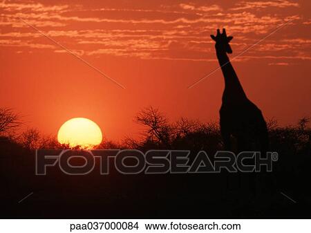 Africa, Kenya, silhouette of giraffe at sunset View Large Photo Image Picture - Africa, Kenya, silhouette of giraffe at sunset. Fotosearch