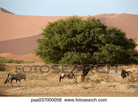 Africa, Namibia, gemsboks grazing View Large Photo Image Stock Photo - Africa, Namibia, gemsboks grazing. Fotosearch