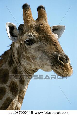 Africa, Namibia, giraffe, close-up View Large Photo Image Stock Photograph - Africa, Namibia, giraffe, close-up. Fotosearch