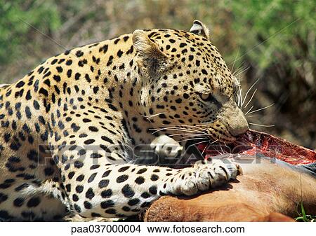 Picture - Africa, Namibia, leopard devouring prey. Fotosearch