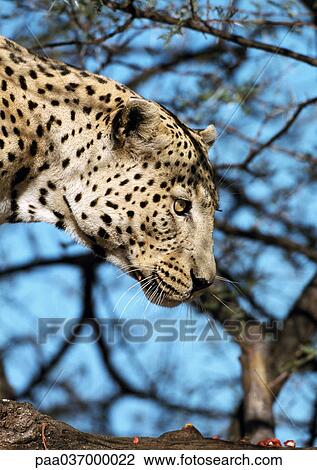Africa, Namibia, leopard, focus on head View Large Photo Image Stock Image - Africa, Namibia, leopard, focus on head. Fotosearch