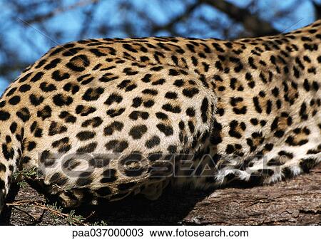 Stock Image - Africa, Namibia, leopard, focus on rear. Fotosearch