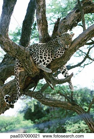 Africa, Namibia, leopard lying on tree branches View Large Photo Image Stock Image - Africa, Namibia, leopard lying on tree branches. Fotosearch