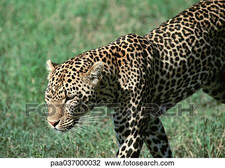 Africa, Namibia, leopard View Large Photo Image Stock Image - Africa, Namibia, leopard. Fotosearch