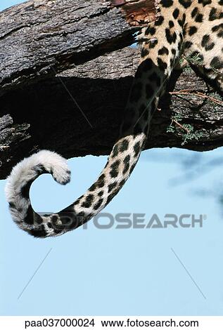 Africa, Namibia, leopard's tail View Large Photo Image Picture - Africa, Namibia, leopard's tail. Fotosearch
