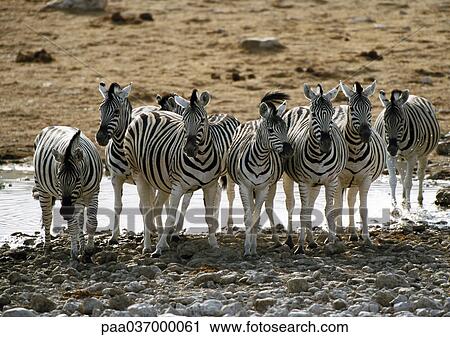 Africa, Namibia, zebras standing in front of pond View Large Photo Image Stock Image - Africa, Namibia, zebras standing in front of pond. Fotosearch